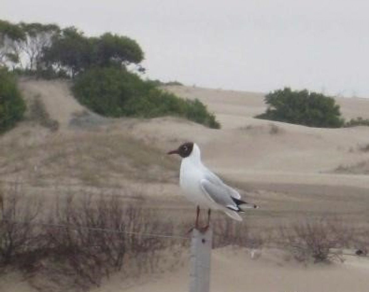 Venta de Campo con costa de playas virgenes , Pinamar